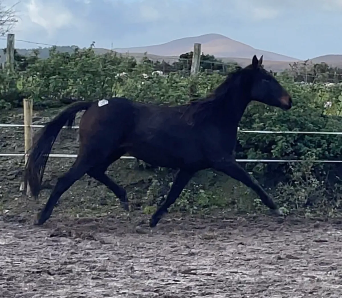 3 year old filly - Image 4