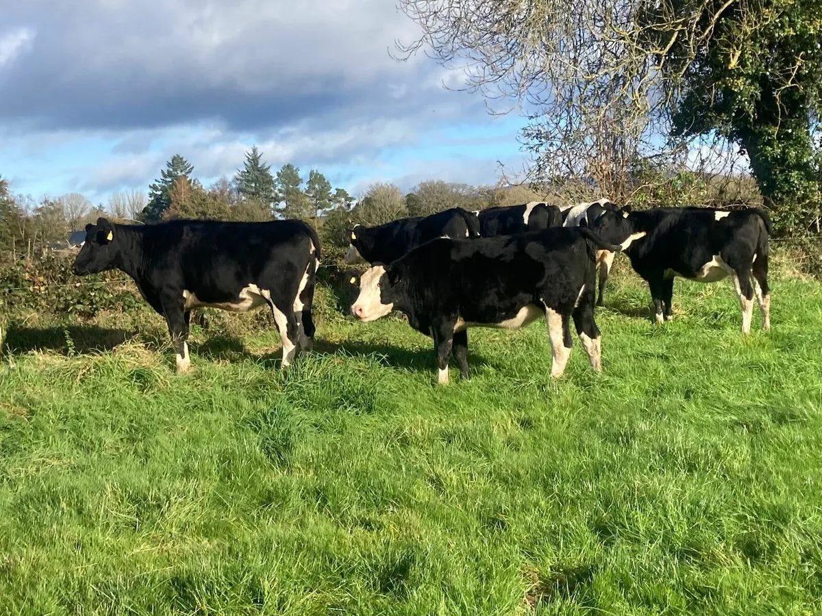 In calf heifers - Image 2