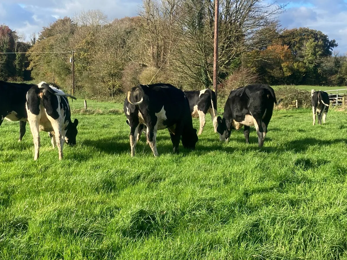 In calf heifers - Image 3