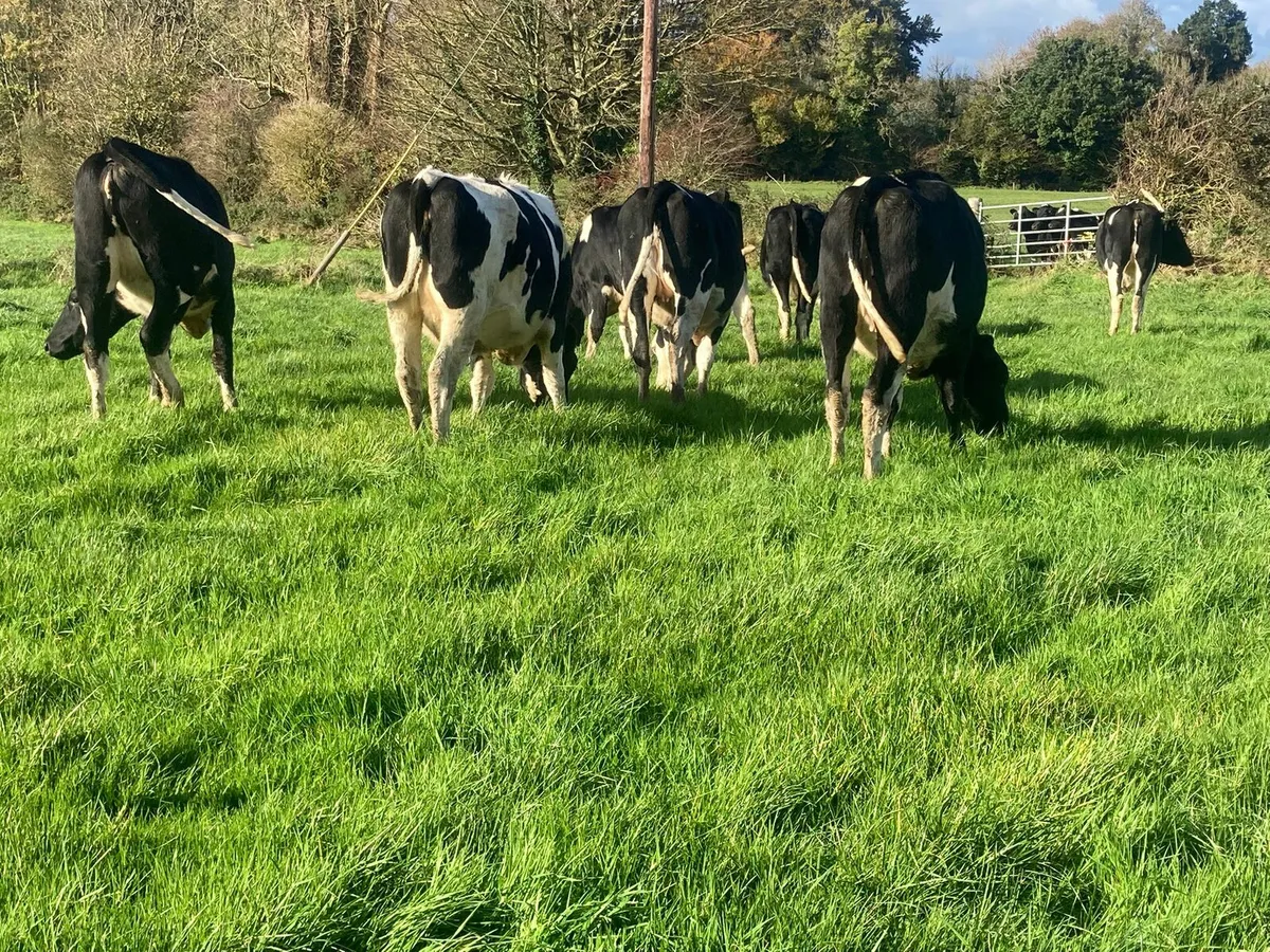 In calf heifers - Image 1