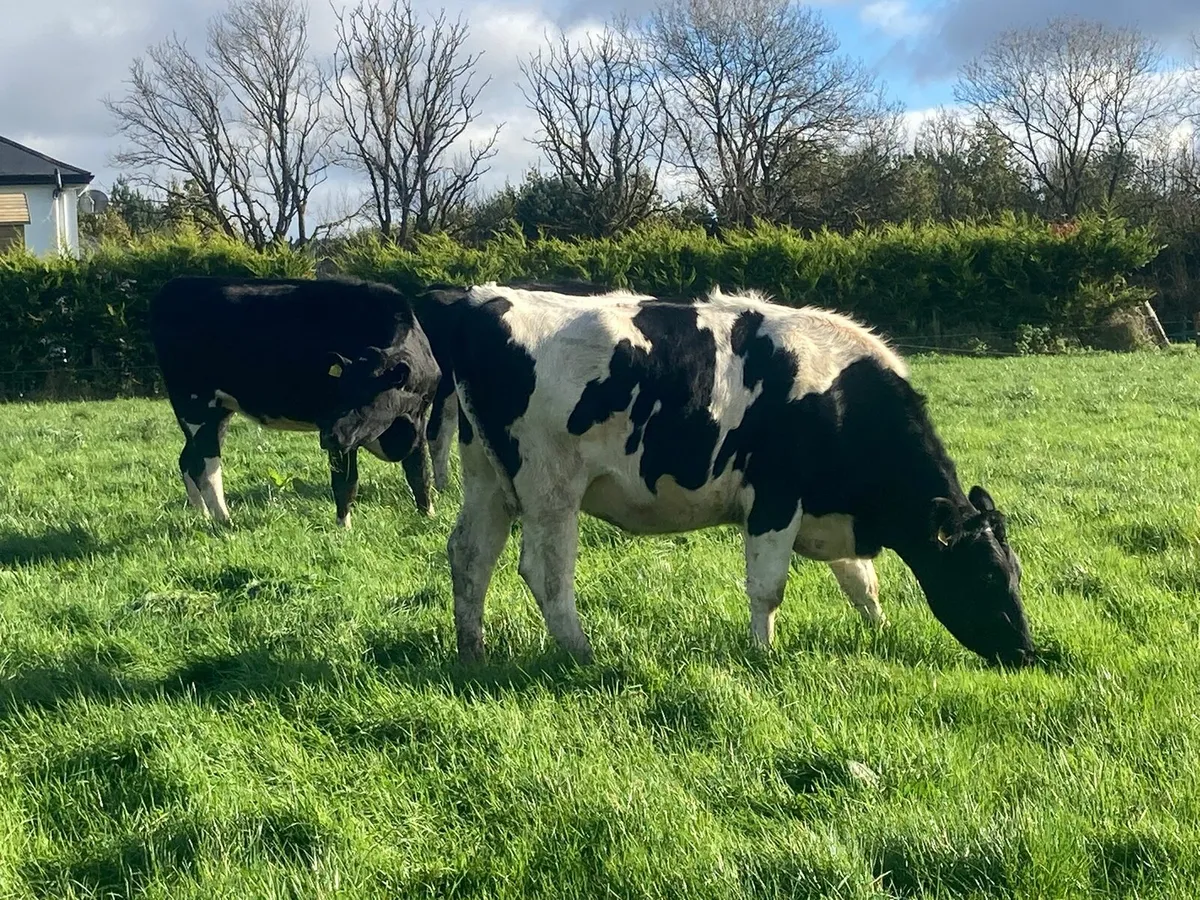 In calf heifers - Image 4
