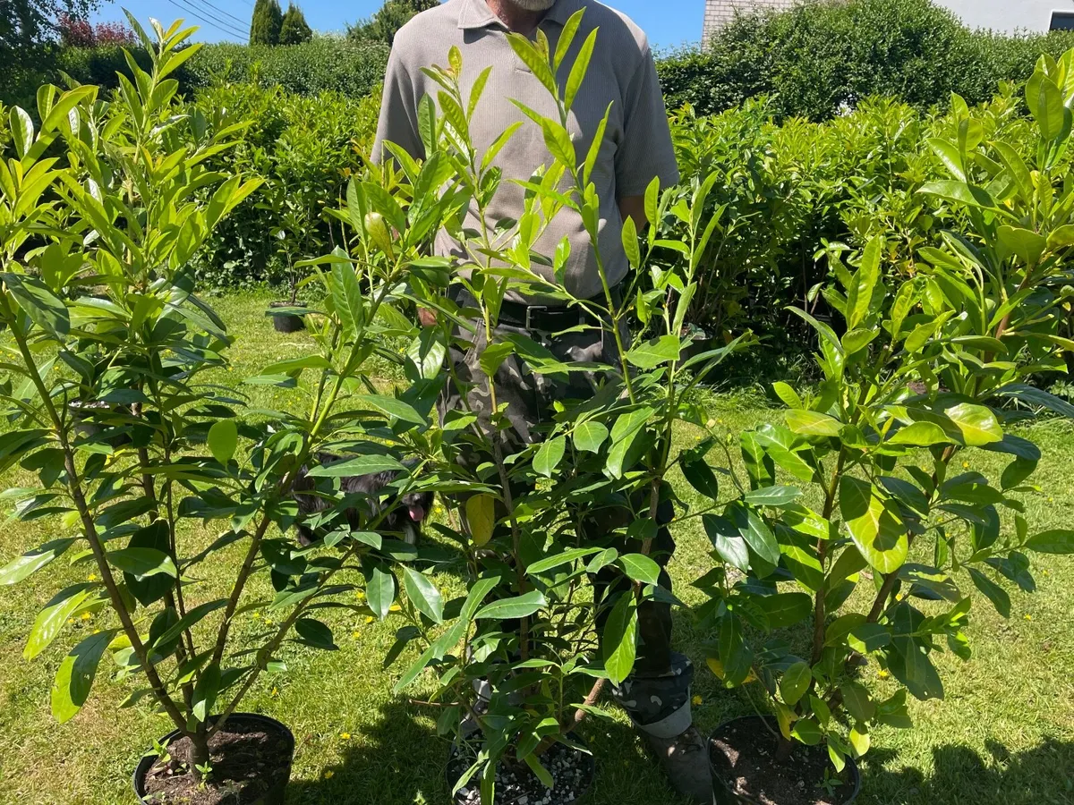 Potted Laurel Hedging ***end of season sales - Image 2
