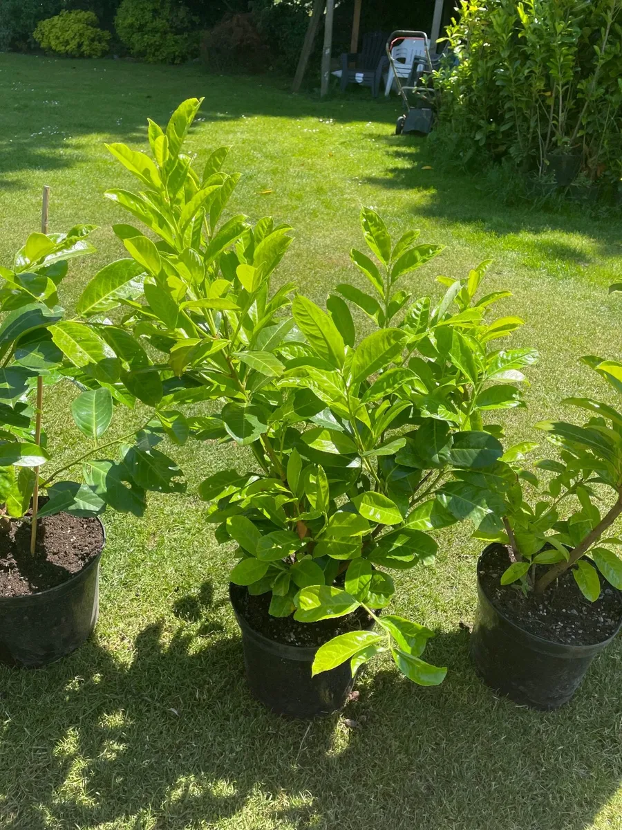 Potted Laurel Hedging ***end of season sales - Image 4