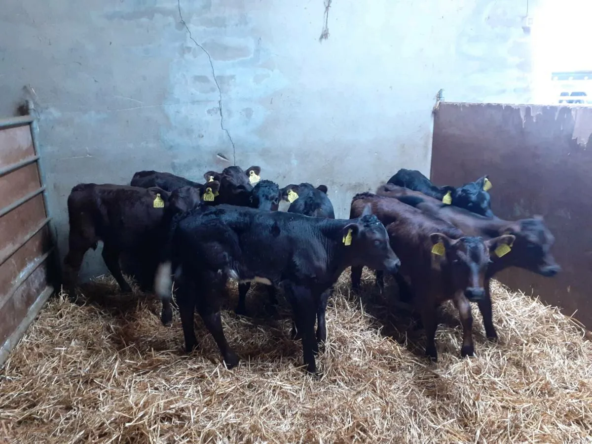 Limousin Heifer Calves