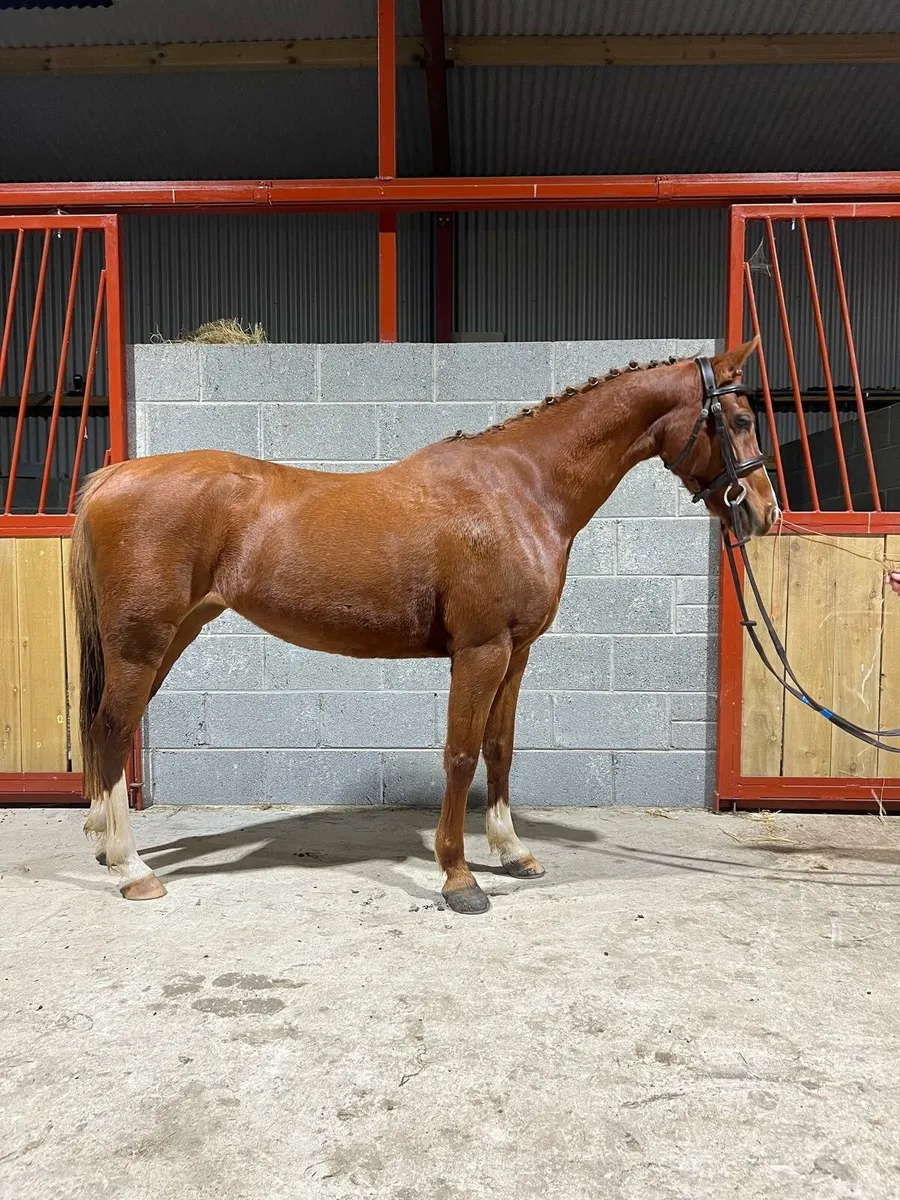 Elmbridge Mayflower - Image 1