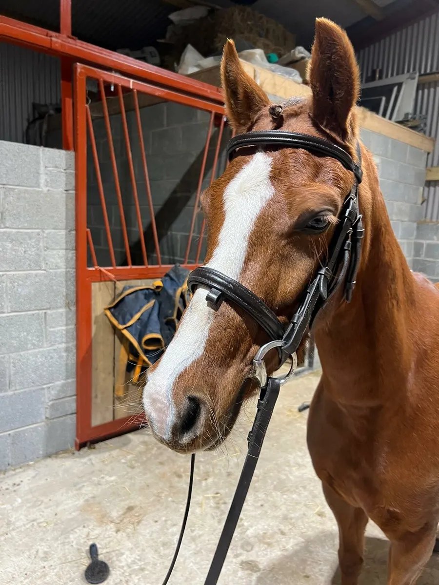 Elmbridge Mayflower - Image 2