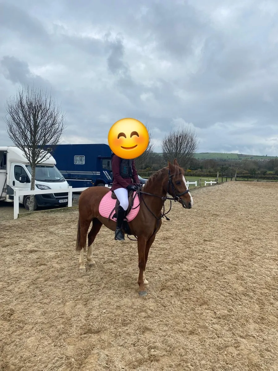 Elmbridge Mayflower - Image 3