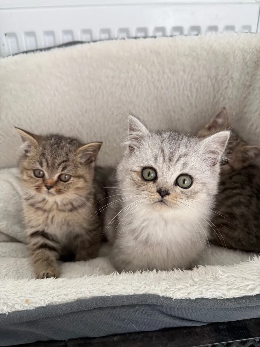 British short hair kittens - Image 1