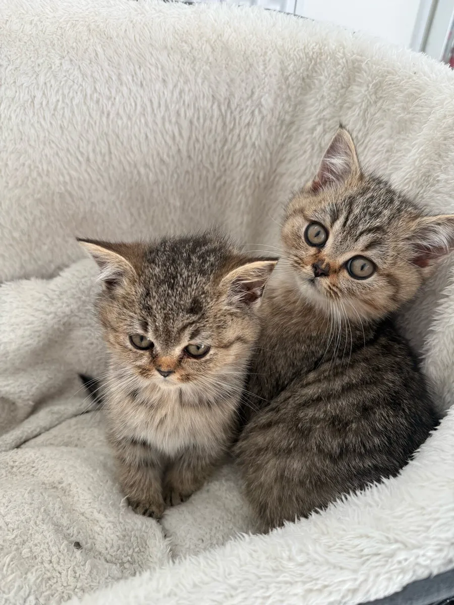 British short hair kittens - Image 2