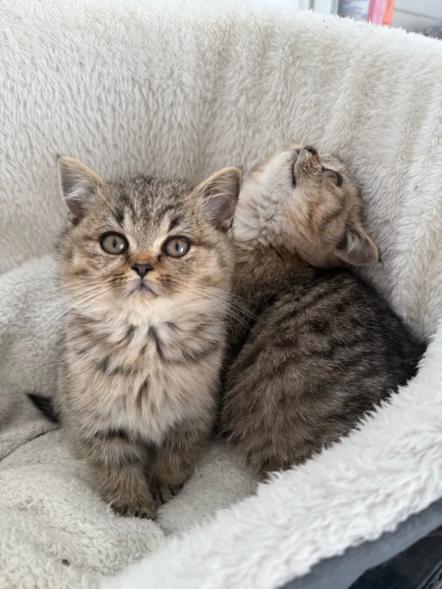 British short hair kittens - Image 3