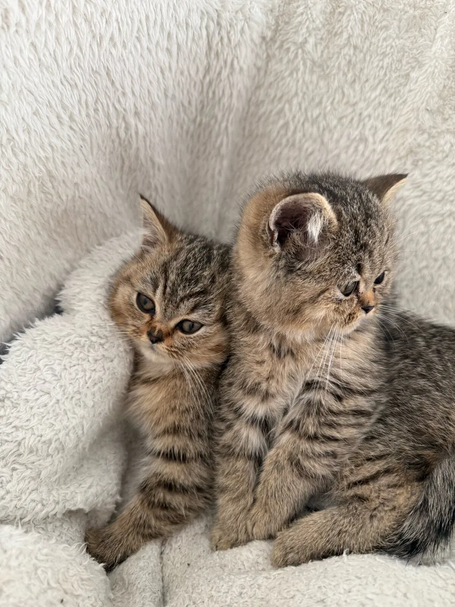 British short hair kittens - Image 4
