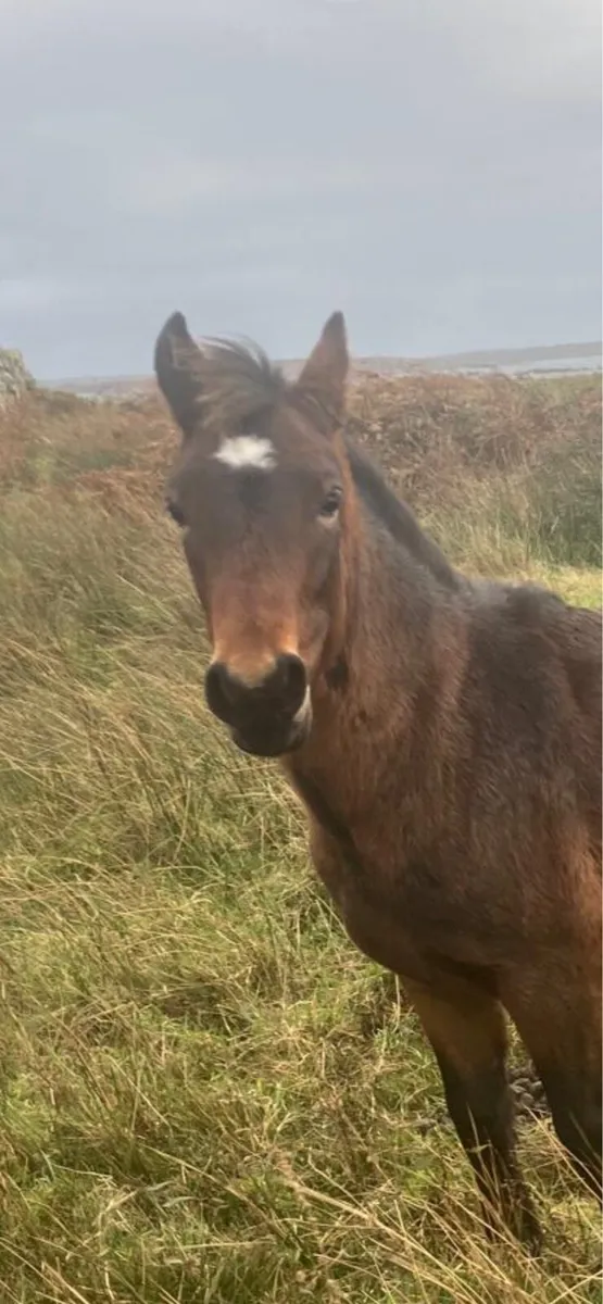 Foal - Image 1
