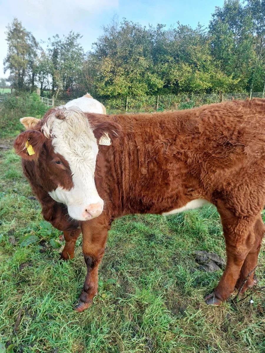 Breeding Heifers - Image 2