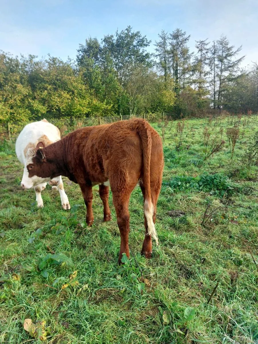 Breeding Heifers - Image 3