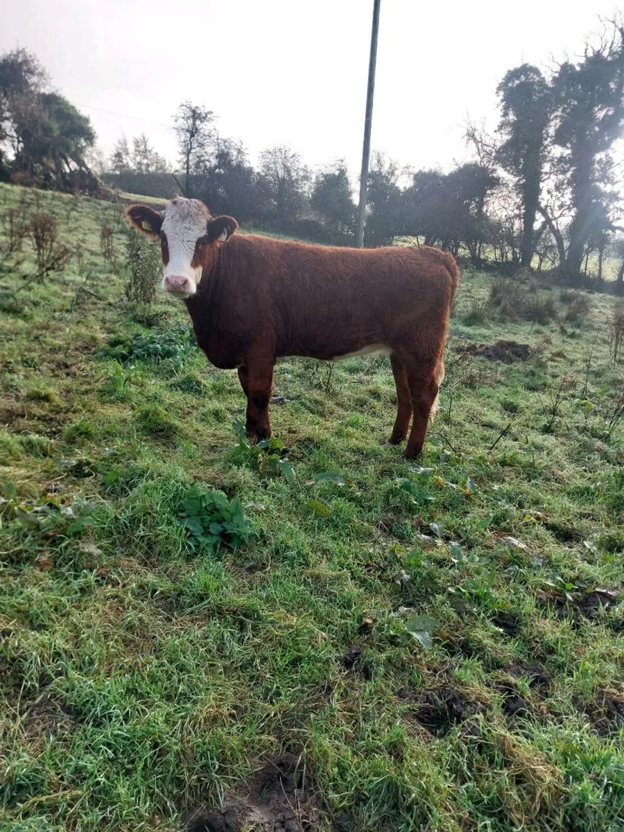 Breeding Heifers - Image 1