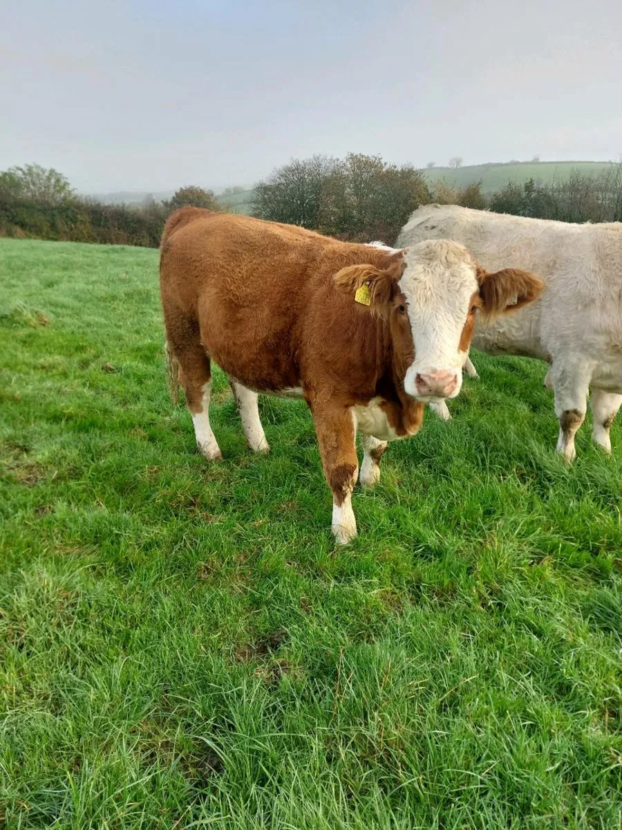 Breeding Heifers - Image 4