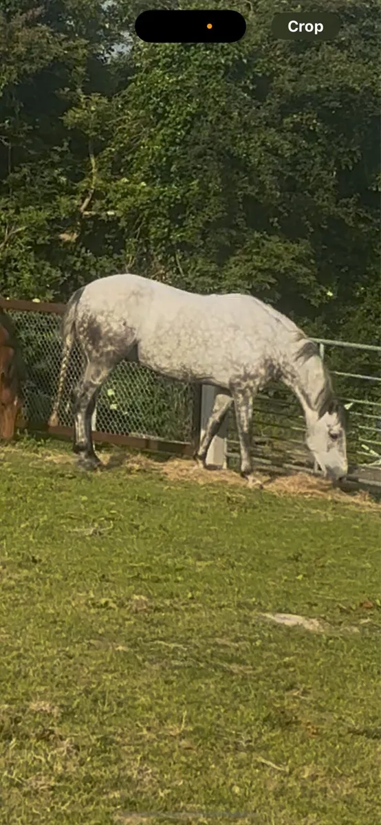 Stunning 5 year old gelding - Image 2