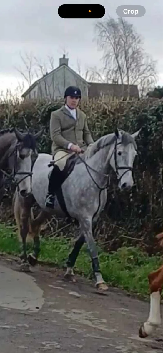 Stunning 5 year old gelding - Image 3