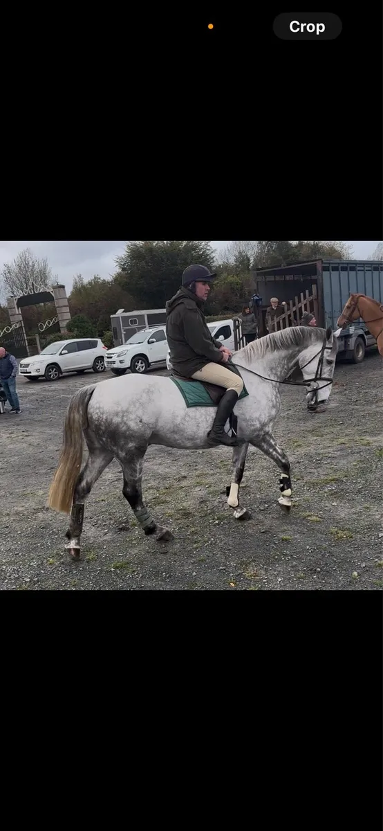 Stunning 5 year old gelding - Image 4