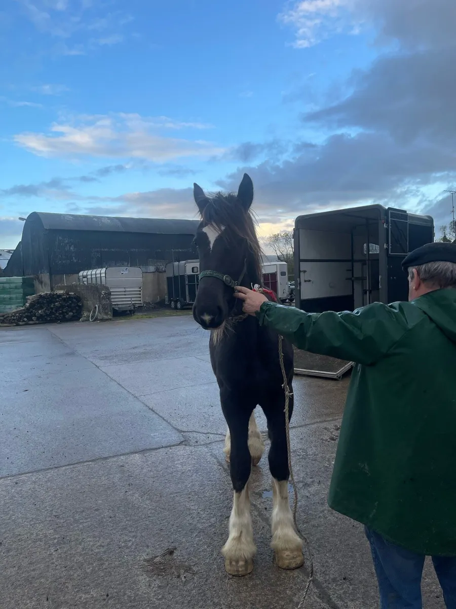 Clydesdale and shires for sale - Image 1