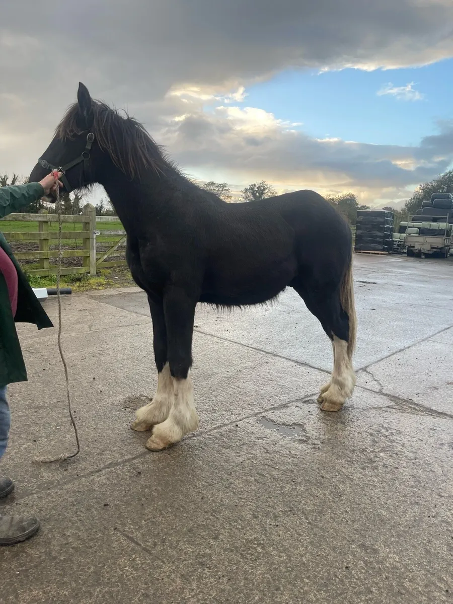 Clydesdale and shires for sale - Image 2