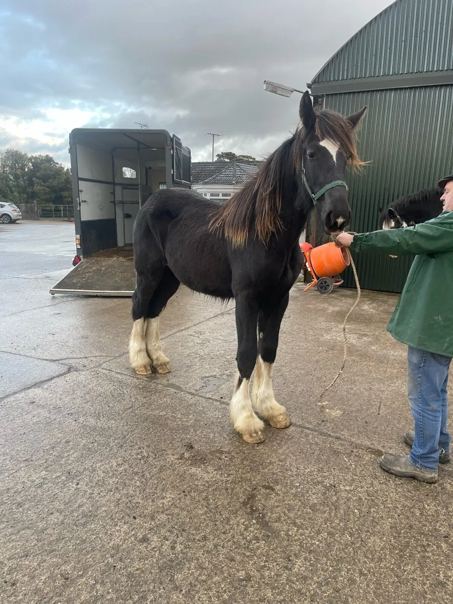Clydesdale and shires for sale - Image 3