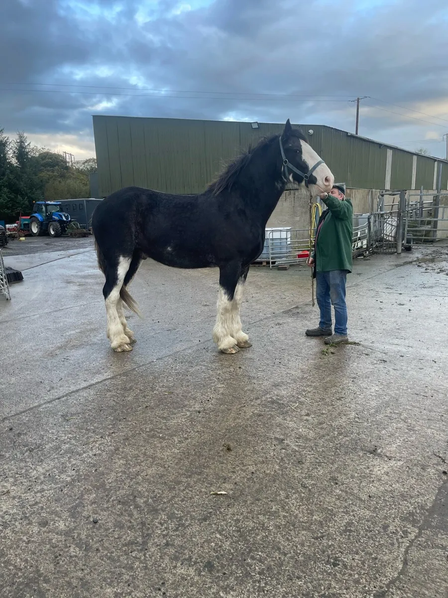 Clydesdale and shires for sale - Image 4
