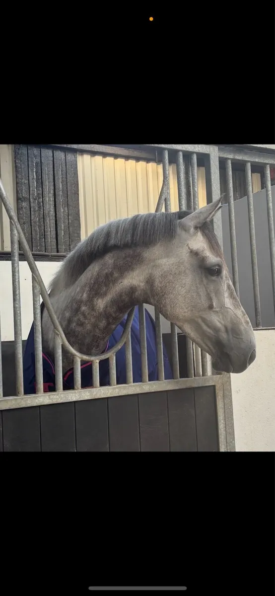 Stunning 5 year old gelding - Image 1