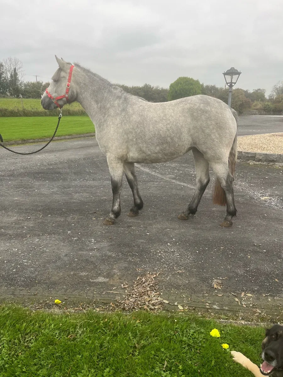 Two year old show quality Connemara filly - Image 1