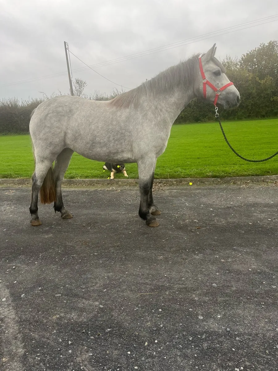 Two year old show quality Connemara filly - Image 2