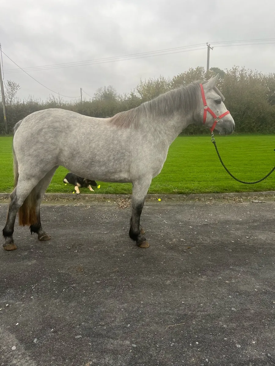 Two year old show quality Connemara filly - Image 3