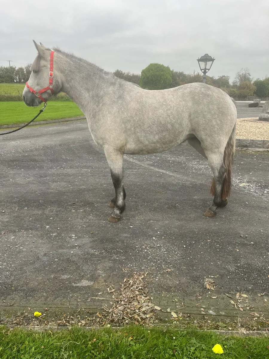 Two year old show quality Connemara filly - Image 4