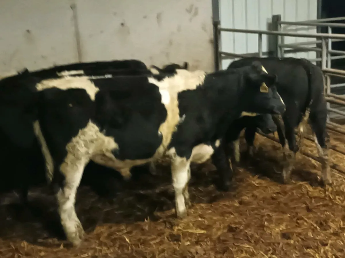 12 CATTLE FOR SALE - Image 3