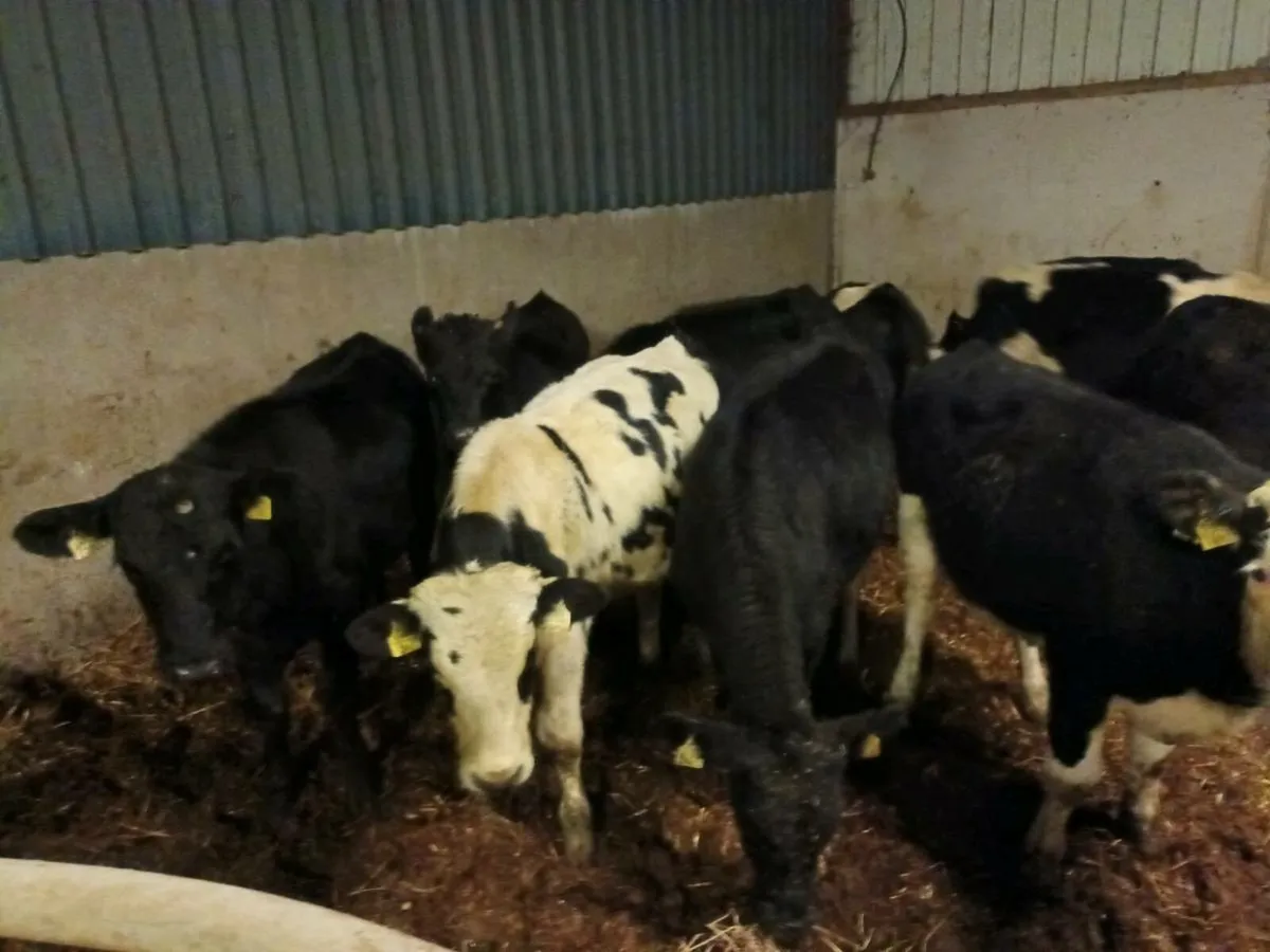 12 CATTLE FOR SALE - Image 4