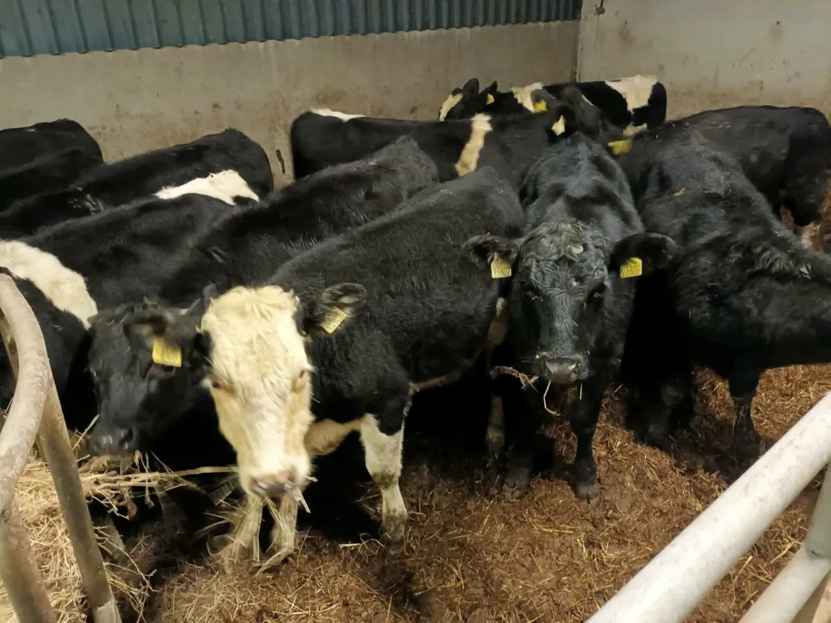 12 CATTLE FOR SALE - Image 1