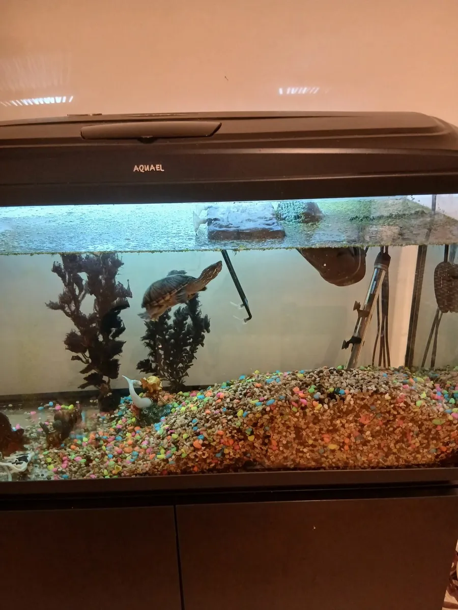 Aquarium  and musk turtle for sale - Image 1