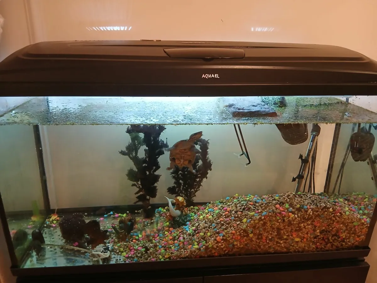 Aquarium  and musk turtle for sale - Image 2