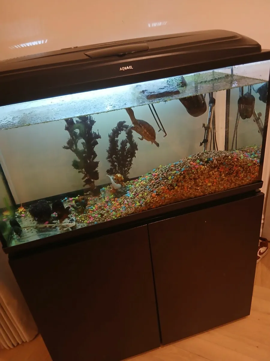 Aquarium  and musk turtle for sale - Image 3