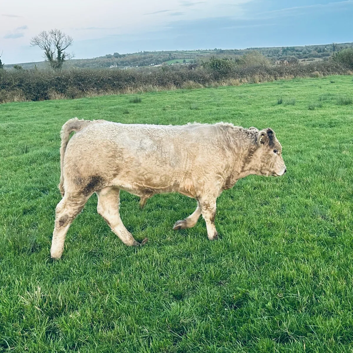 4 Full Organic Bull Wenlings Roscom mart Sat1 Nov. - Image 1