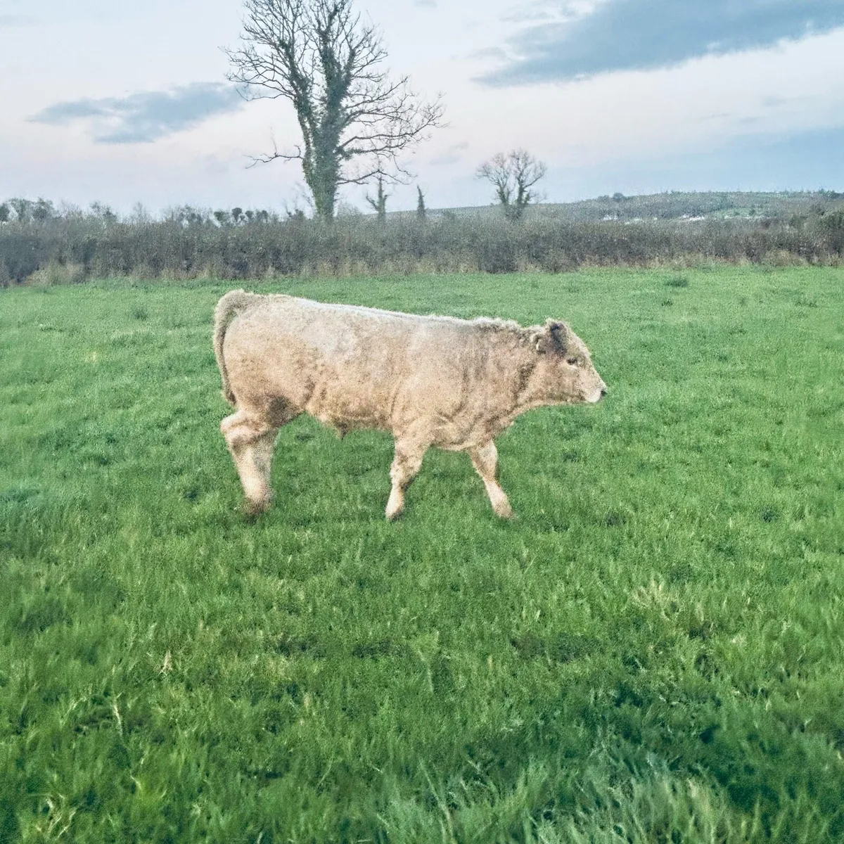 4 Full Organic Bull Wenlings Roscom mart Sat1 Nov. - Image 2