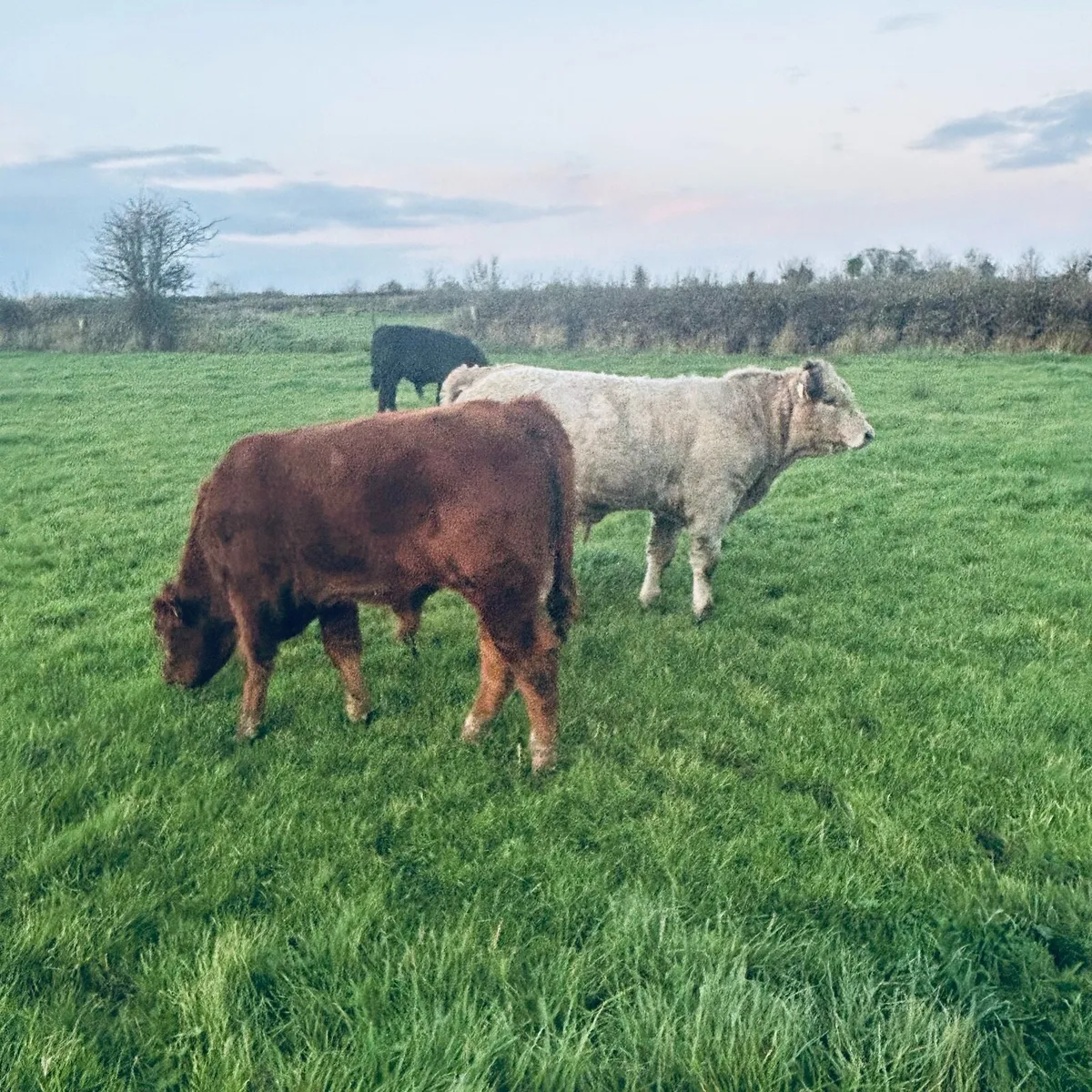 4 Full Organic Bull Wenlings Roscom mart Sat1 Nov. - Image 3