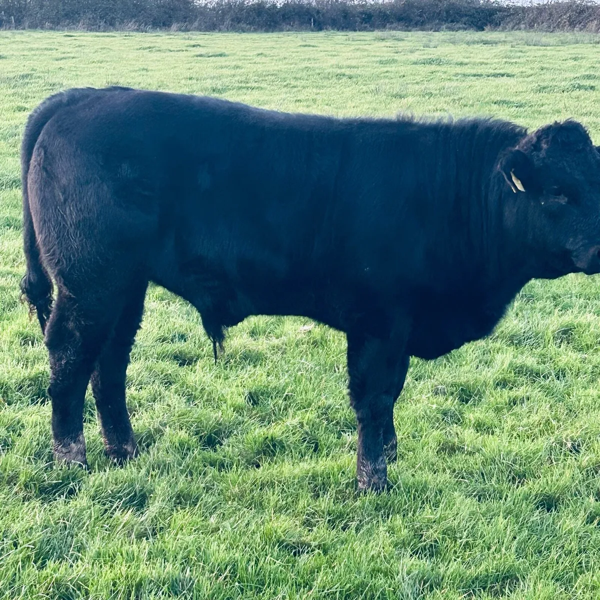 4 Full Organic Bull Wenlings Roscom mart Sat1 Nov. - Image 4