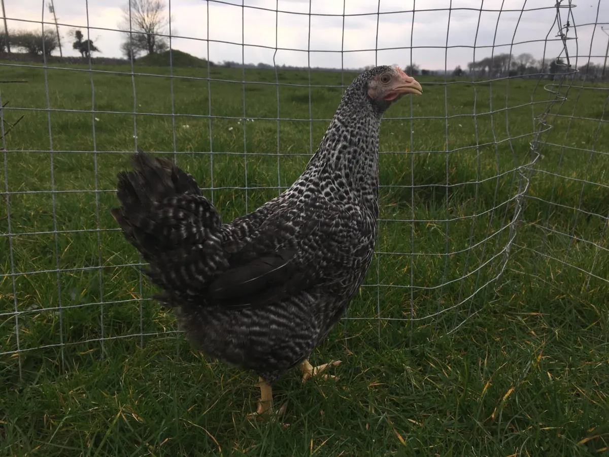 Delivering to Mayo Friday 31st October - Image 2