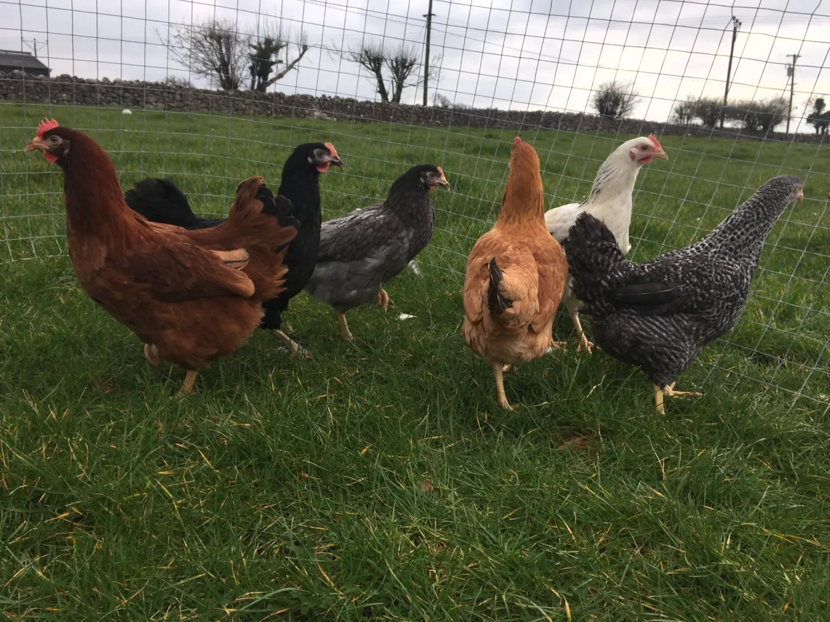 Delivering to Mayo Friday 31st October - Image 3