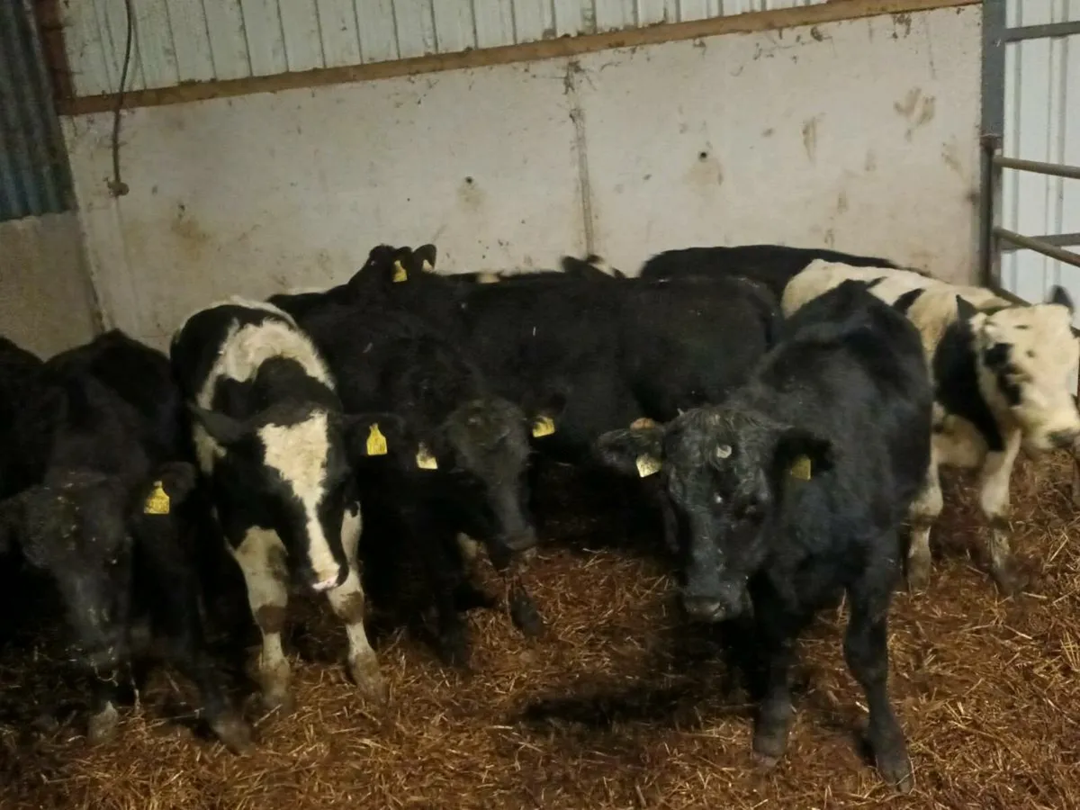 12 CATTLE FOR SALE - Image 2