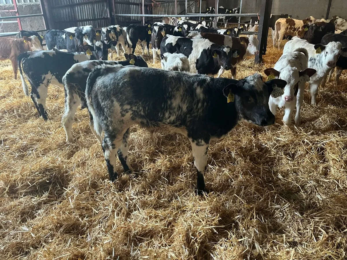 60 calves Enniscorthy Mart 29th of October - Image 1
