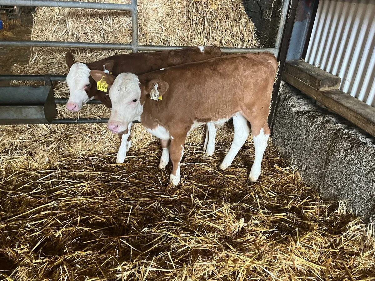 60 calves Enniscorthy Mart 29th of October - Image 2