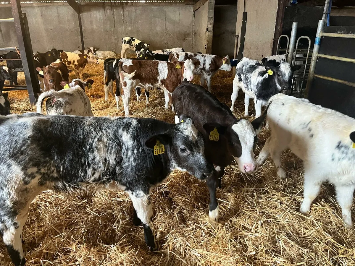 60 calves Enniscorthy Mart 29th of October - Image 3