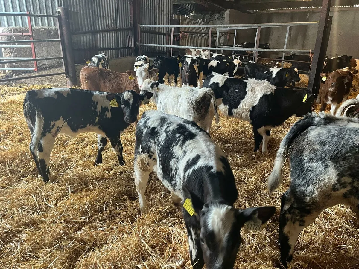 60 calves Enniscorthy Mart 29th of October - Image 4