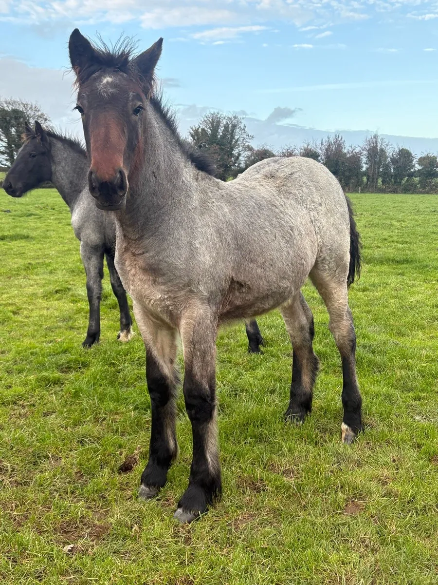 Roan foal - Image 3
